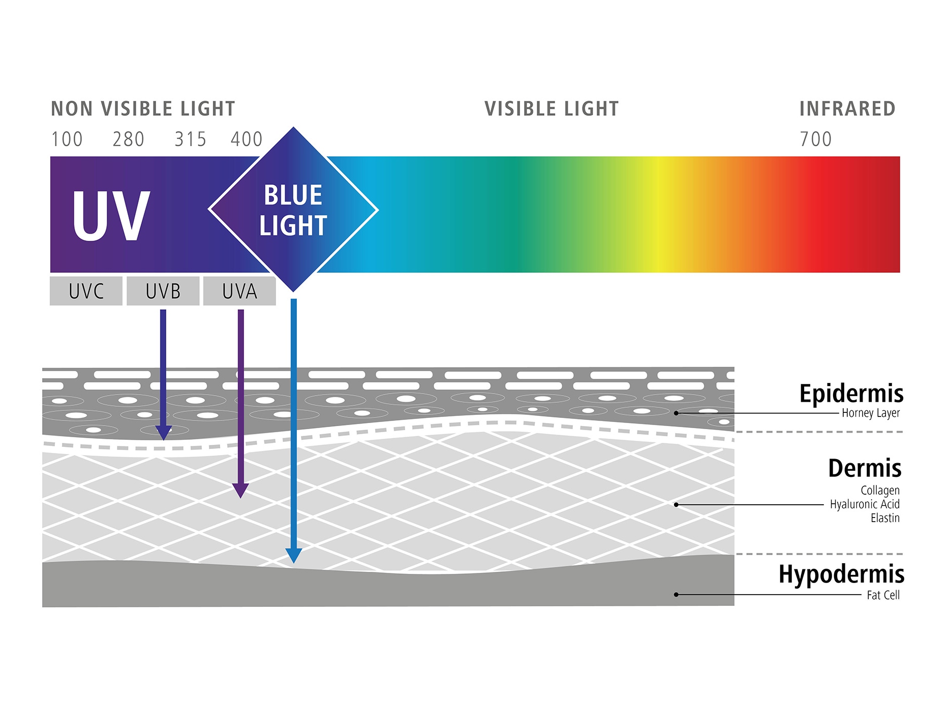 Графік ілюструє вплив синього світла на наші клітини (негативний ефект синього світла) 